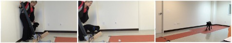 A dog interacting with a smart toy in an experiment where the experimenter drops a ball down a ramp